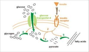 insulin_glucose_metabolism